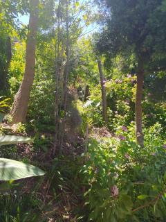 Collins Cottage in Paradise - 8