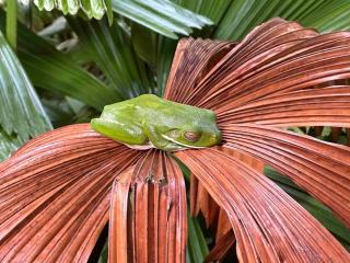 Luxurious rainforest lodge in FNQ - - 9