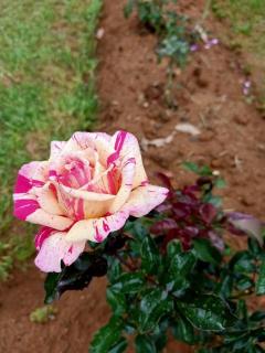 Nuwan home - Nuwara Eliya - 1