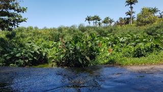 Maison F3 Alpinia Réunion - 1