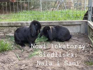 Siedlisko nad Drwęcą z jacuzzi i siłownią - Krobia - 2