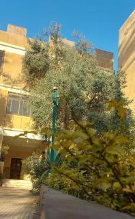 ABAr - Il Cairo - 7
