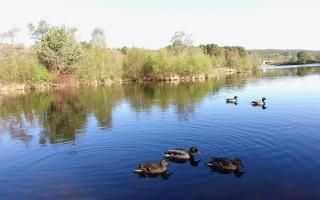 Loch Cottage - Boat of Garten - 7