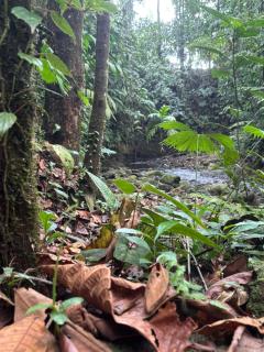 Habana River Lodge and Sanctuary - Fortuna - 3