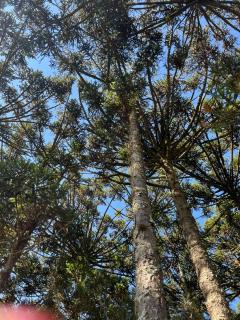 Casa de Campo Fazenda Invernada Grande - 4