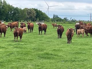 Gite La ferme aux vaches - Cossé-le-Vivien - 0