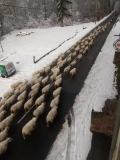 Corps de chasse - 3
