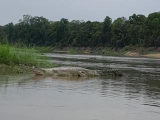 Crocodile Safari Camp - Chitwan - 8