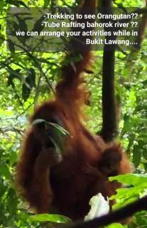 ETALAUSER Jungle Gate EcoResort Bukit Lawang - Bukit Lawang - 9