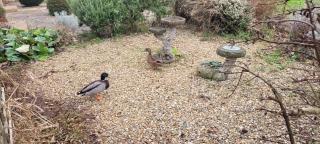 Quackers-Seaside Village-Pet friendly-Parking- - Heacham - 6