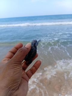 Happy Beach hotel nilaveli - Nilaveli - 9