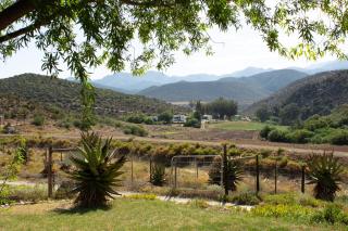 Matjiesvlei Cottages - Calitzdorp - 8