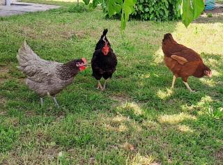 Les gites de Lescurou - Limogne-en-Quercy - 3