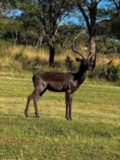 Tranquility-Ukuthula Guesthouse - Winterton - 9