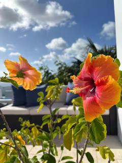 Solace Villa - Little Carrot Bay - 1