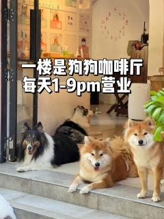 Woah Puppy Home Guesthouse Woah小狗之家民宿 - 6