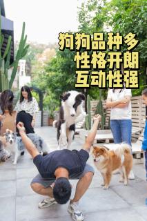 Woah Puppy Home Guesthouse Woah小狗之家民宿 - Shenzhen - 7