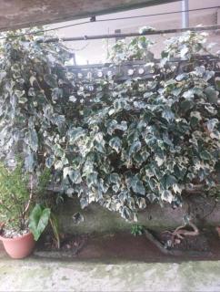 Lalitas sweet home - Kutaisi - 4
