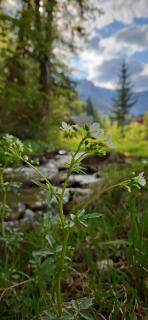 Pensiunea Bia Papadia - Bicaz - 7
