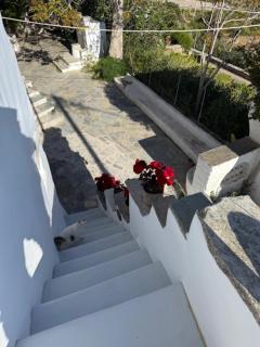 Kariki Blue Triantaros-Tinos - Triandáros - 9