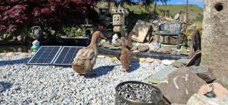 Cosy Cornish Cabin - St Austell - 5