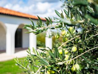 Holiday Home Olivarum by Interhome - Stankovci - 3