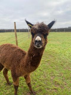 Alpaca Geo Dome - Llanstadwell - 3