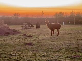 Alpaca Geo Dome - Llanstadwell - 9