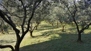 Residence Oliveto Mare Carso - Sistiana - 6