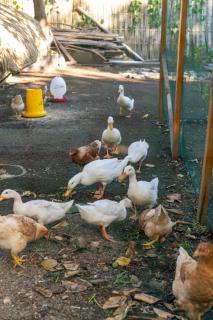 The Barefoot Blondie Village - 2