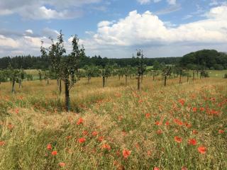 Villa Grande - OG FeWo Green Wellness - Göhren-Lebbin - 0