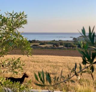 Marikos House, Pyrgaki Alyko Naxos - Aliko Beach - 6