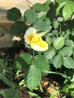 Gogo Moustache Guest House - 6