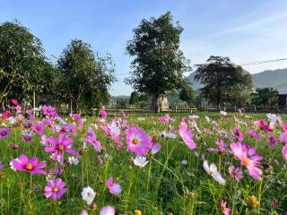 Bana Rita Glamping Farm - 8