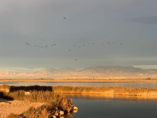 Sweetstaybykw Bungalow Pitxintxo Stay - Santa Pola - 8