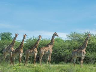 Leopard Plains - 4