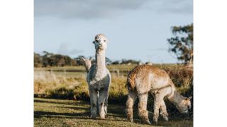 Bush Retreat 1 by Tiny Away - Alberton West - 8