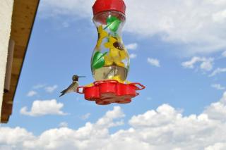 Bluejay bunkhouse - 2