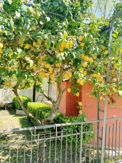Room in the Green - Palinuro - 5