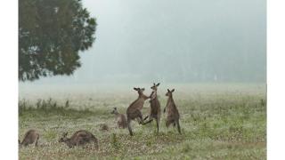 Gumnut by Tiny Away - Kangaroo Valley - 7