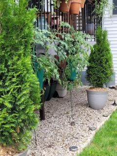 Comfy Garden Suite in Andersonville - 7