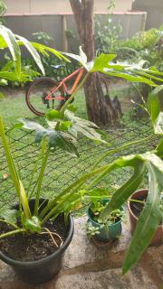 Casa com jardim em condomínio Área central - 7