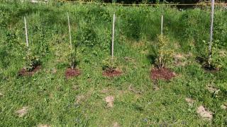 Biobauernhof Kräuter - 4