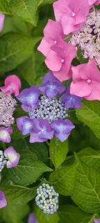 Biobauernhof Kräuter - 1