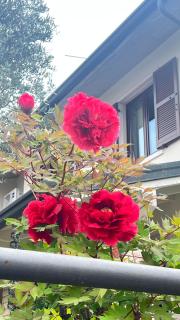 Ai Fiori - Peschiera del Garda - 5