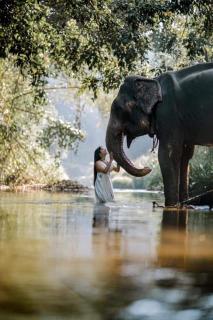 jungle safari home stay - 0