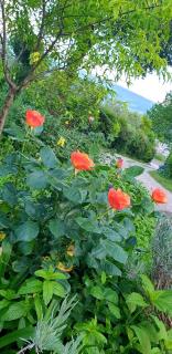 Holiday House Sant'Annunziata - Monte Rubiaglio - 7