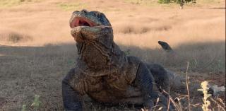 Home stay ora komodo - Komodo - 5