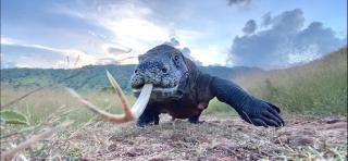Home stay ora komodo - Komodo - 4