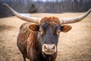Luxe Farmhouse on 200 Acre with Pool, Sauna, Hot Tub, Game Room, Longhorns, Blue Ridge Mountains - Amissville - 6